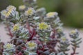 Broadleaf stonecrop, Sedum spathulifolium Cape Blanco, budding flowers